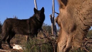 What Do Wolves Think Of Camels? (Wolf Meets 2 Curious Camels)