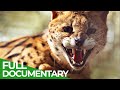 Animal Special Forces | Episode 4: Special Gear | Free Documentary Nature