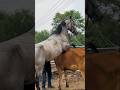 الحصان يحاول التزاوج مع بقرة
