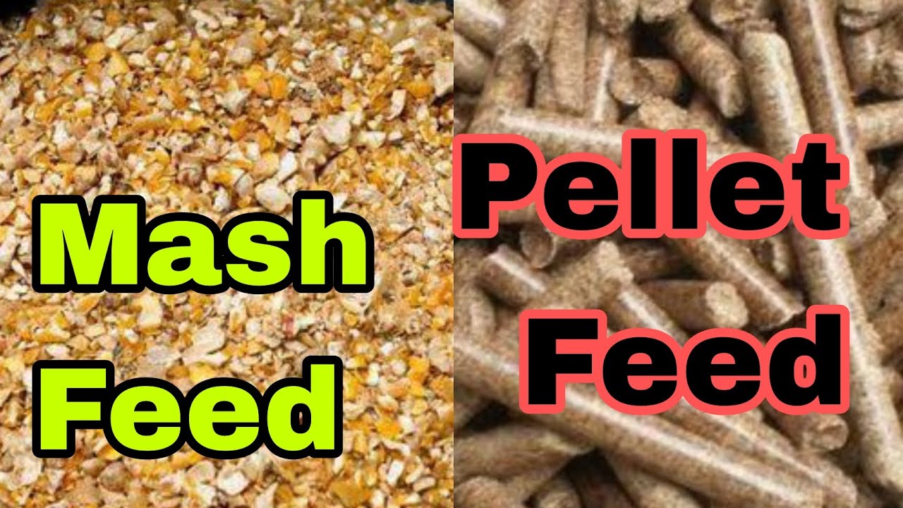 Mash /Pellet Feed for Cattles | Difference between mash and pellet| process| Farming Mechanics