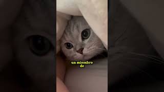 ¿QUÉ PASA CUANDO UN GATO MUERE EN LA CASA?  #gatos #gatumanía#shorts