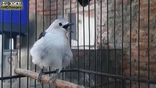 Kicau Burung Jalak Sutra