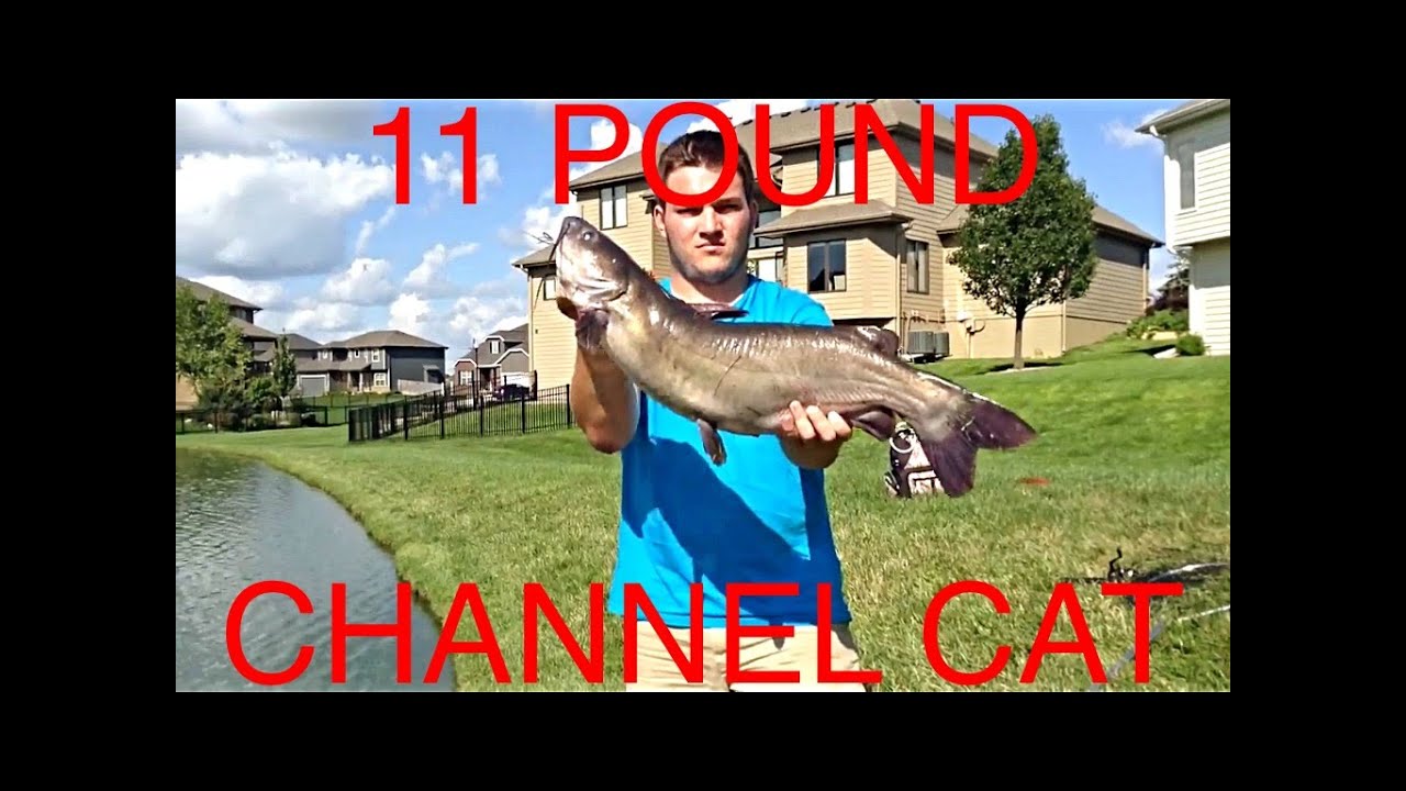 11 pound channel catfish at a small pond YouTube