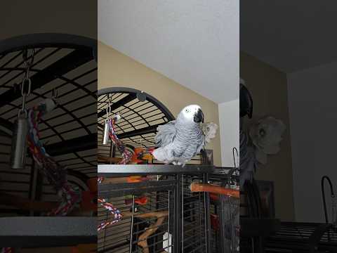 POV Shower Time with Giz 🐦🚿 #africangrey #talkingparrot #parrotlover