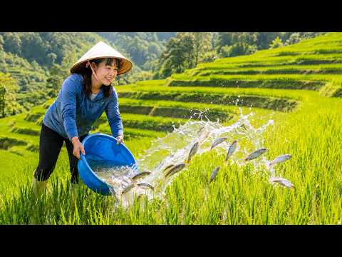 The Secret Hidden Beneath Every Rice Field