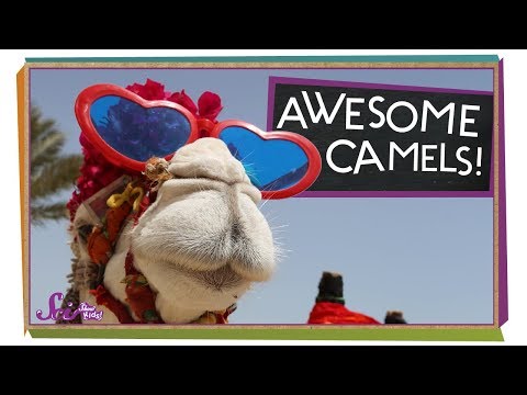 What&rsquo;s Inside a Camel&rsquo;s Hump?
