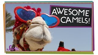 What's Inside a Camel's Hump?