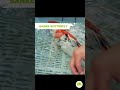 Le Sanke Butterfly, c'est une carpe koï bien spéciale avec des tons rouges, noirs et blancs bien