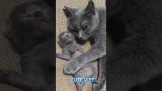 Mom Cat Loves Her Babies So Much 😭💞 (Part 176)