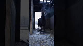 Horse Frozen Inside a Collapsed Barn Stall