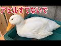 アヒルを飼う前に見て欲しい！アヒル、コールダック飼育のリアル