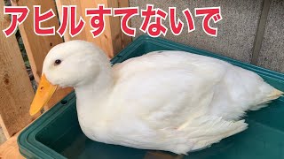 アヒルを飼う前に見て欲しい アヒル コールダック飼育のリアル Youtube アヒルを飼う前に見て欲しい アヒル コールダック飼育のリアル Youtube
