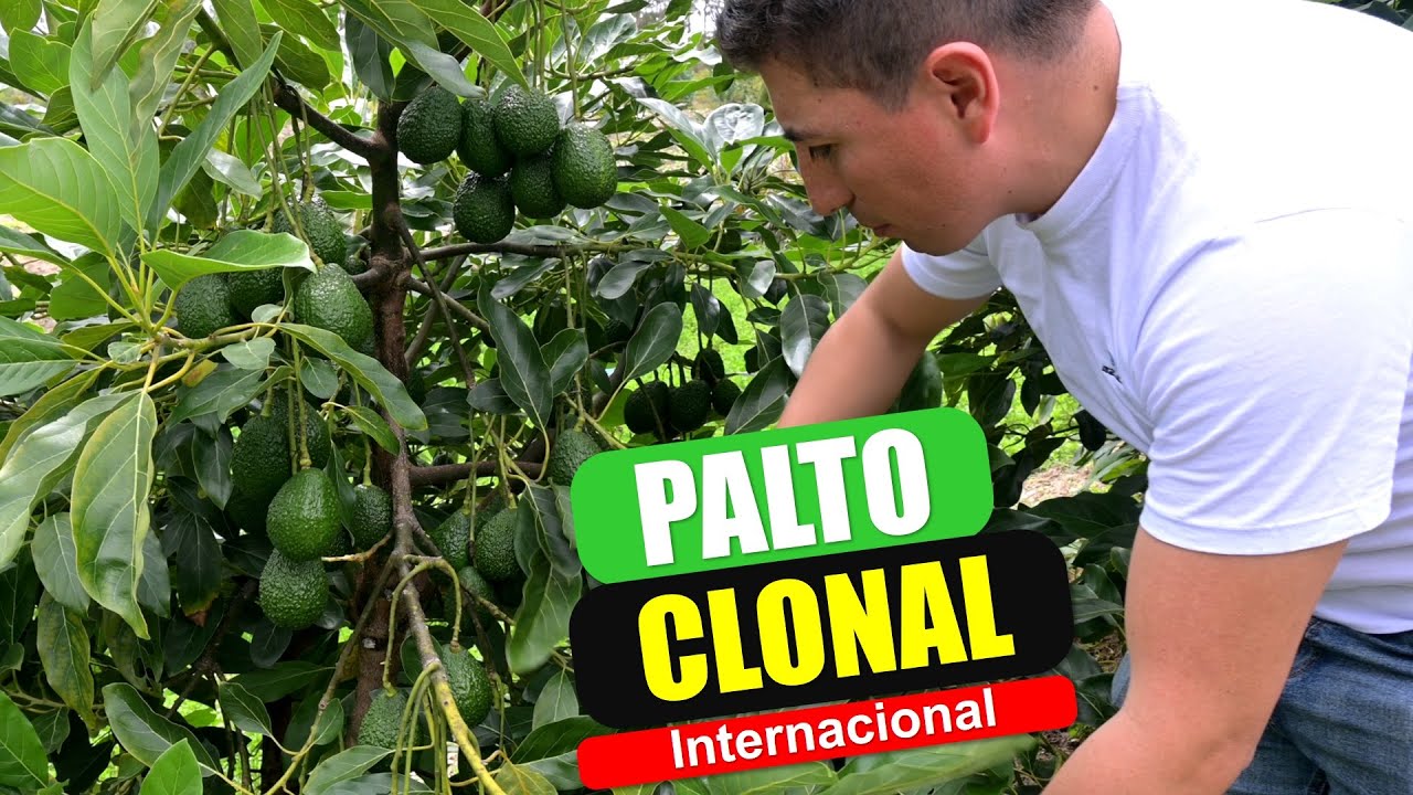 Palto Clonal   Viveros Agrohass Produccion De Plantas de Palto Clonal #palto #aguacate #agricultura