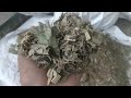 Video Image