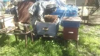 Возле пчел в мае месяце подготовка к майскому медосбору