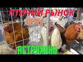 Обзор Птичьего рынка в Астрахани! Большие Исады!