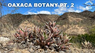 Oaxaca Mexico: Endemic plants insitu. Amateur botany bizarre succulent plants.