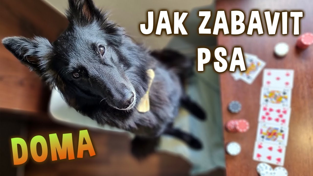 Jak zabavit psa 🐶 doma | Psínovinky.cz