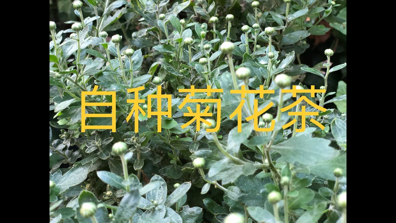 种菜 自家种的白菊花茶 How To Grow Chrysanthemum Tea Youtube
