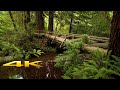 Redwood National Park ( James Irvine Trail ) 4K 🇺🇸 Walk Tour ! (Nature Sounds)