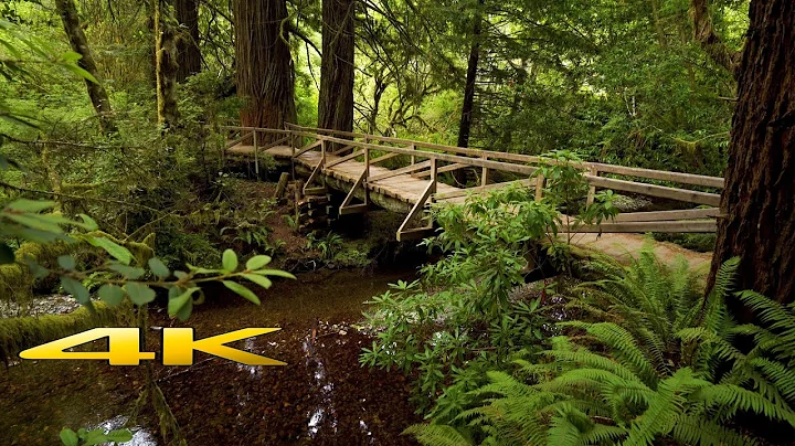 Redwood National Park  James Irvine Trail 4K