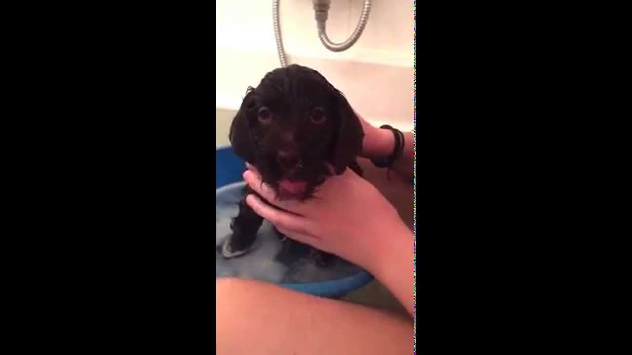 Barbet Moët's puppy Merveille in the bath 6 week sold
