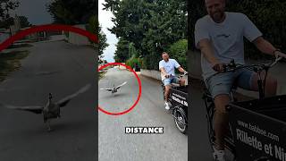 Famous This Goose Never Wanted to Stay Behind #animals #love #shorts Profile