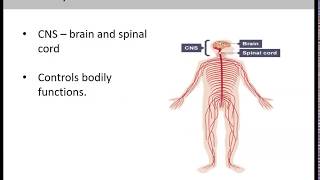 Science Week 4 Lesson 1 Human Body