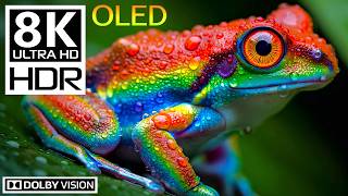Hidden Animal: Wild Nature in 8K HDR 120FPS (Dolby Vision)