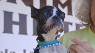 IFAW - Tupelo Tornado Disaster Response