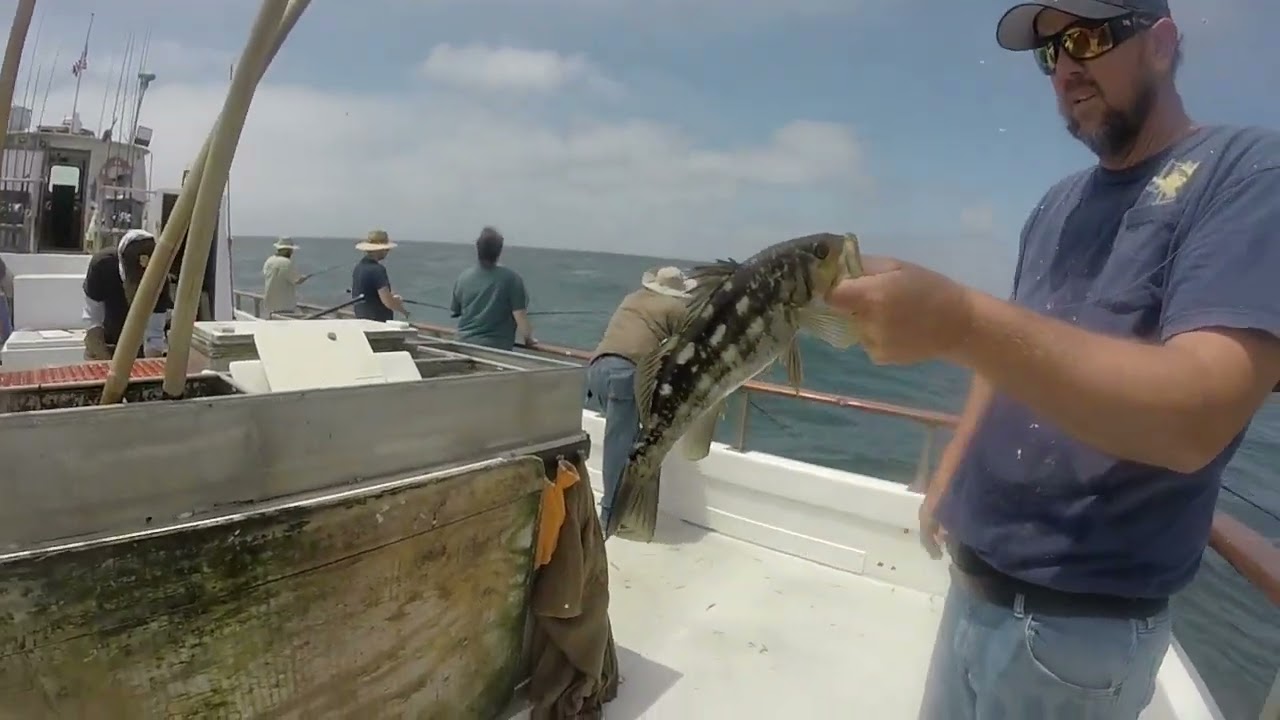 Daily Double Sportfishing: Fishing for Calico Bass and Barracuda on #hookupbaits