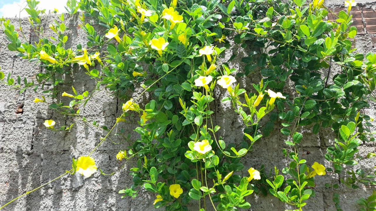 CHUVA/TOUR PELA AS FLORES  NO SOL ESCALDANTE #4k #chuva #jardim 