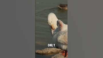 Why Duck Feathers Never Get Wet: The Science Behind It #shorts