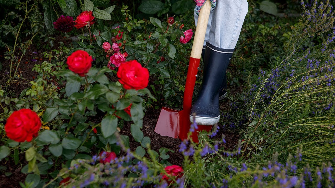 Istuta monivuotista kukkivaa kauneutta - näin istutat ruusut, kärhöt ja perennat