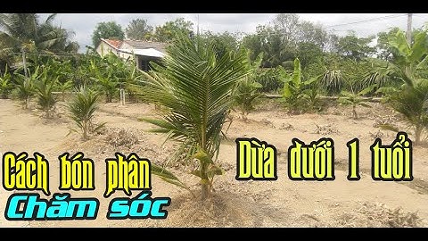 CÁCH CHĂM SÓC, BÓN PHÂN CHO CÂY DỪA DƯỚI 1 TUỔI, THEO DÕI MỘT SỐ BỆNH THƯỜNG GẶP TRÊN DỪA MỚI TRỒNG.