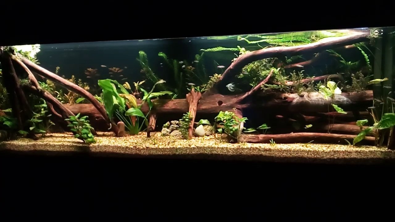 29. Zakładanie akwarium 720l, dzień 21. Koniec !!!