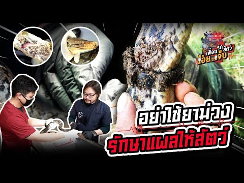 อย่าใช้ยาม่วงรักษาแผลให้สัตว์ - เพื่อนรักสัตว์โอ๊ย..เจ็บ EP.42