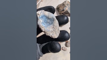 Tabulate Coral Fossil! @TheNoobRockhound #music