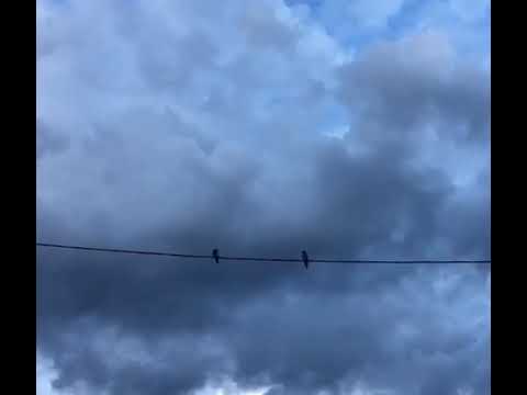 ای که مهجوری عشاق روا می داری شجریان محمد رضا شجریان چهچه