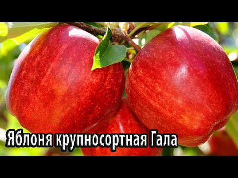 Видео: Выращивание гала-яблони: гала-яблоня, климат и условия выращивания