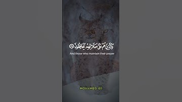 والذين هم لأماناتهم وعهدهم راعون والذين هم بشهاداتهم قائمون // ما تيسر من #سورة_المعارج -الآية 32 🎧🎧