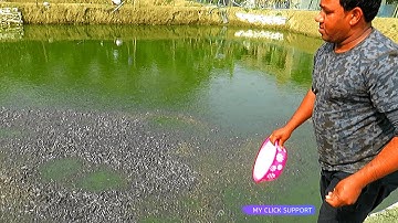 Beautiful! Fish Farming Production | Million Catfish Eating Floating FishFeed in Pond