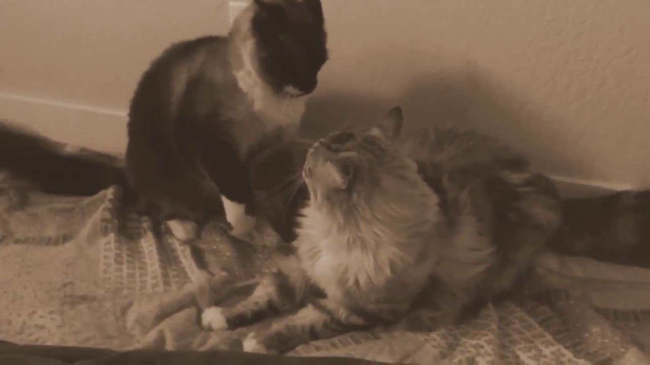 Maine Coon Vs Siamese Cat Fight Youtube
