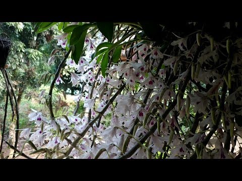 Tầm Lan Rừng Mùa Hoa Nở | Foci