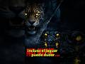 “El único depredador que hace dudar al jaguar… de noche#jaguar #Caiman negro#amazonas
