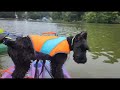 Confidence Is Key GS &quot;Xanthos&quot; 16 Wk Walks On Water Home Raised Personal Protection Dog Journey