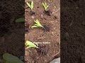 New Calendula patch! #calendula #garden