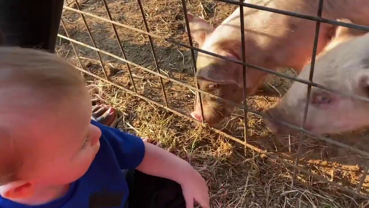 Dewberry Farm Pumpkin Patch YouTube