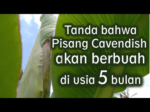 Berapa Bulan Pisang Cavendish Berbuah
