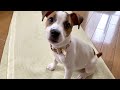 生後3か月になった子犬、一緒に暮らしてみてわかったこと ジャックラッセルテリア【なのは】お迎え14日目